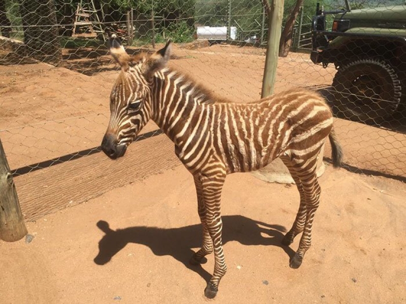 How to save a little zebra from death: a recipe from Kenya