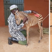 How to save a little zebra from death: a recipe from Kenya