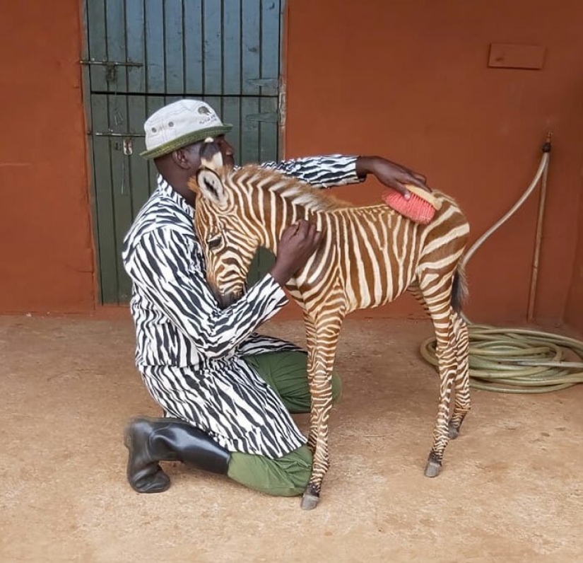 How to save a little zebra from death: a recipe from Kenya