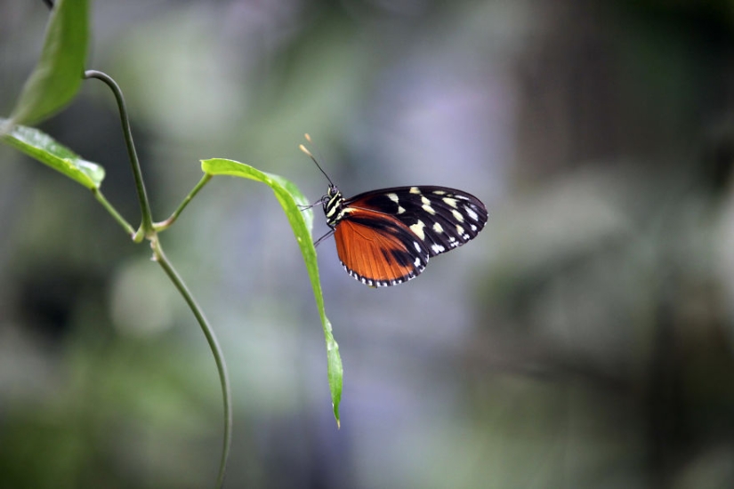 How traveling through the jungle helped an eight-year-old artist with autism