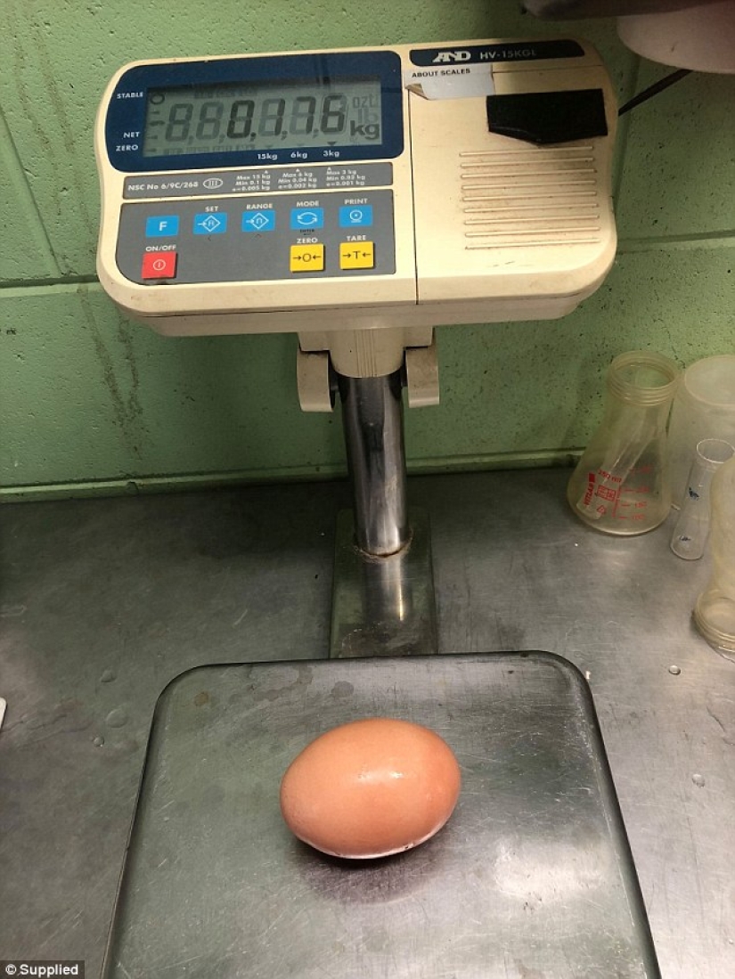 Huevo de Matryoshka: un enorme huevo de gallina con una sorpresa en su interior fue descubierto en Australia