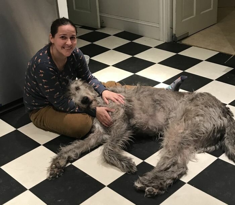 Huge, funny, kind: 45 Irish wolfhounds that will impress with their size