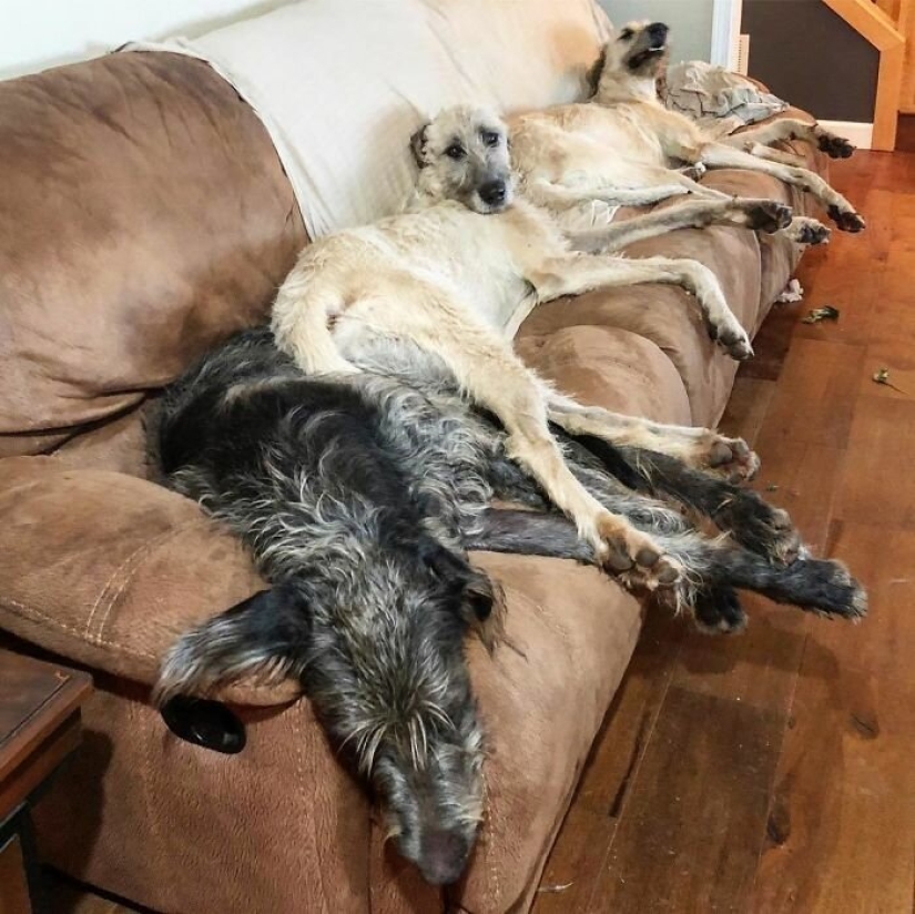 Huge, funny, kind: 45 Irish wolfhounds that will impress with their size