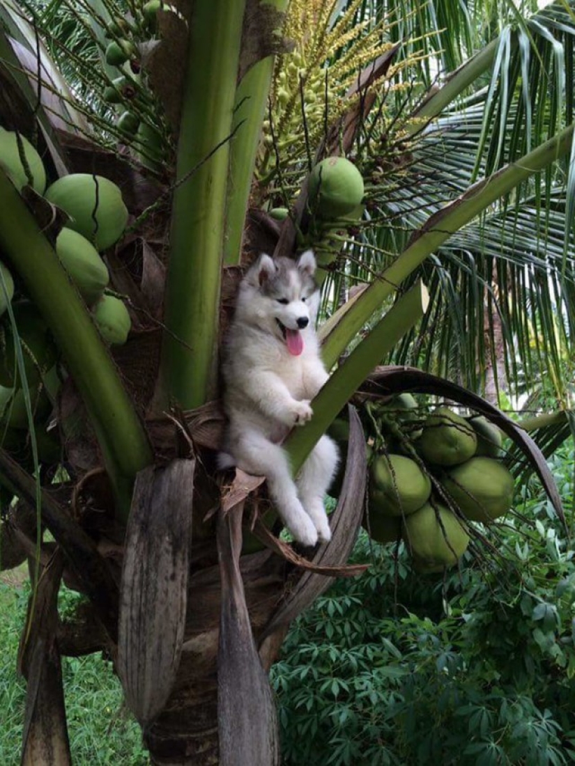 Husky atrapado en un cocotero se ha convertido en un popular héroe de Internet