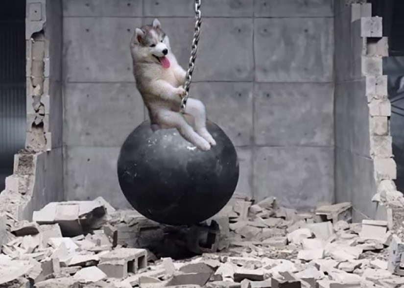 Husky atrapado en un cocotero se ha convertido en un popular héroe de Internet