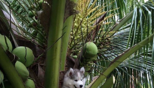 Husky atrapado en un cocotero se ha convertido en un popular héroe de Internet