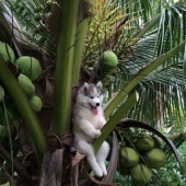 Husky stuck on a coconut tree has become a popular hero of the Internet