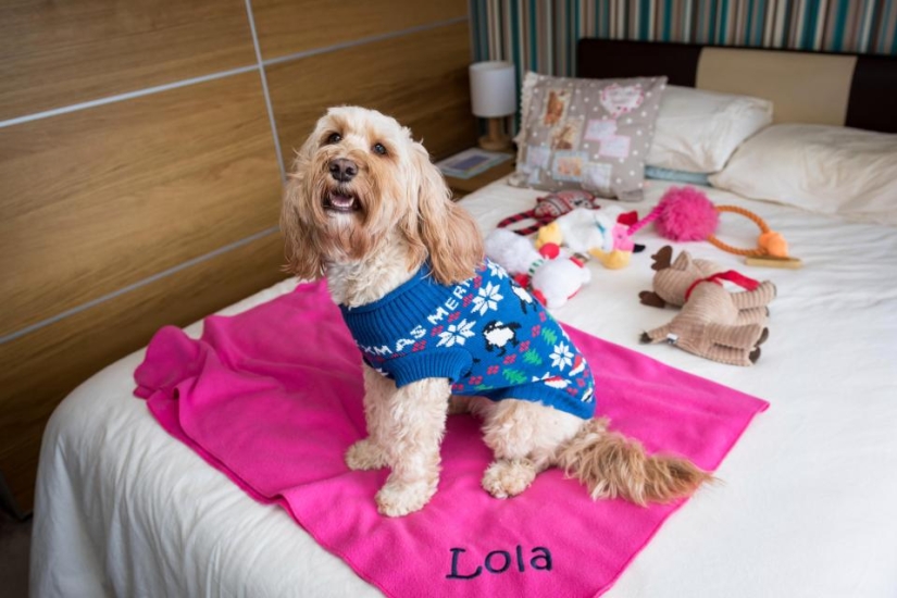 "I love Lola more than my son": a British woman bought 68 gifts for a thousand pounds for a dog