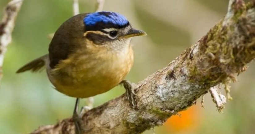 Ifrit de cabeza azul: un pequeño pájaro que mata con un toque