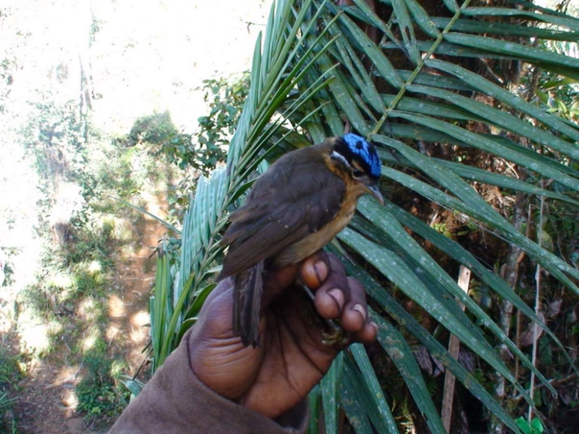 Ifrit de cabeza azul: un pequeño pájaro que mata con un toque