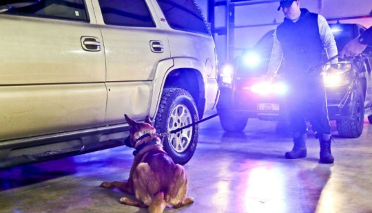 Illinois Dog Handlers threaten to Euthanize Service dogs if they Legalize marijuana