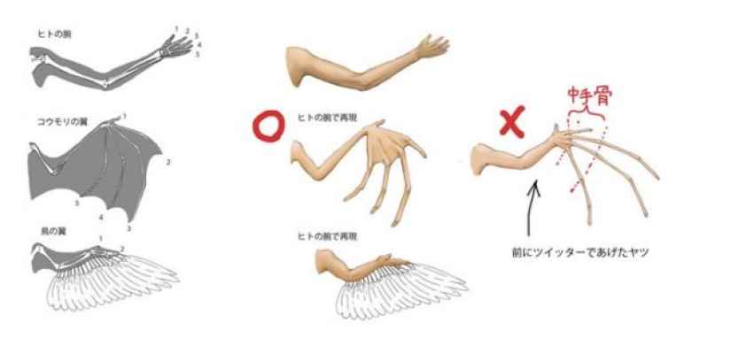 Ilustrador japonés muestra cómo se vería la gente si tuviéramos los huesos de varios animales