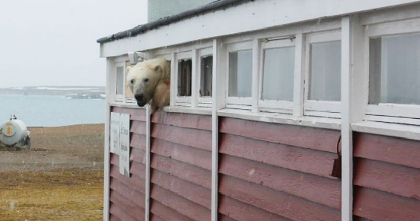"I'm not stuck, I'm just resting": in Svalbard, a bear broke into a warehouse and couldn't get out