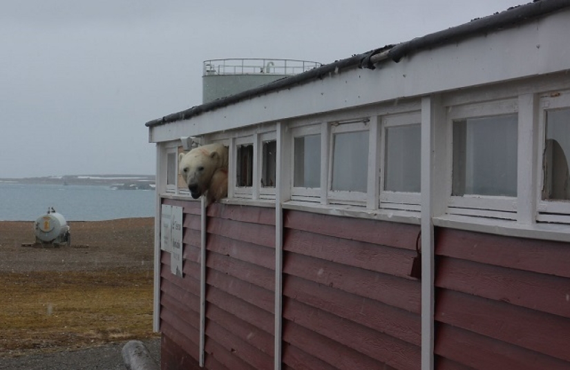 "I'm not stuck, I'm just resting": in Svalbard, a bear broke into a warehouse and couldn't get out