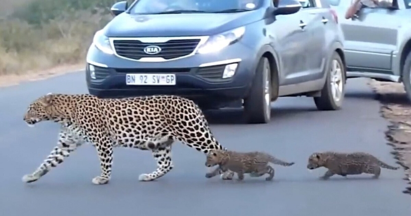 Imágenes raras: una leopardo hembra transfiere a sus gatitos al otro lado de la carretera