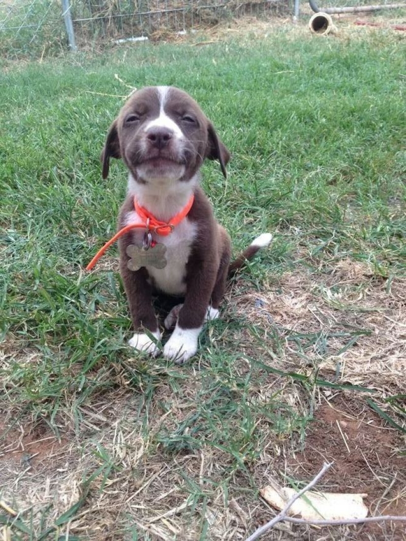 Imitación del día-30 fotos de cachorros que harán tu día más feliz