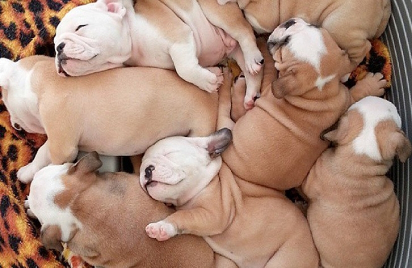Imitación del día-30 fotos de cachorros que harán tu día más feliz