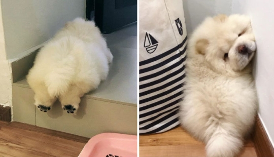 Impossible fluffy and clumsy puppy chow chow will melt your heart