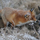 Impossible friendship: a fox and a hunting dog