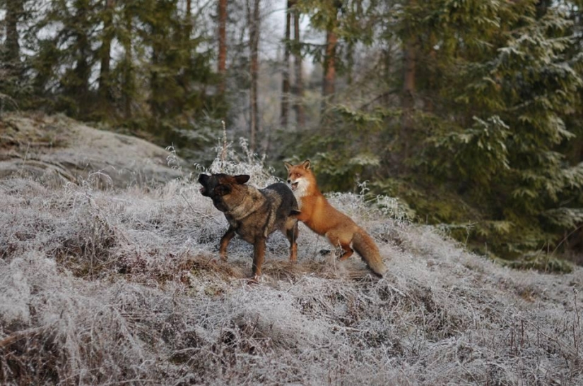 Impossible friendship: a fox and a hunting dog