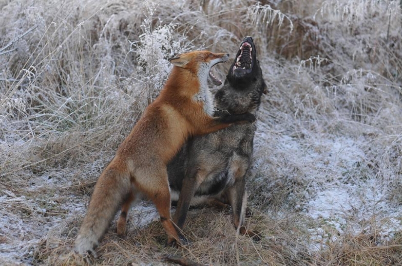 Impossible friendship: a fox and a hunting dog