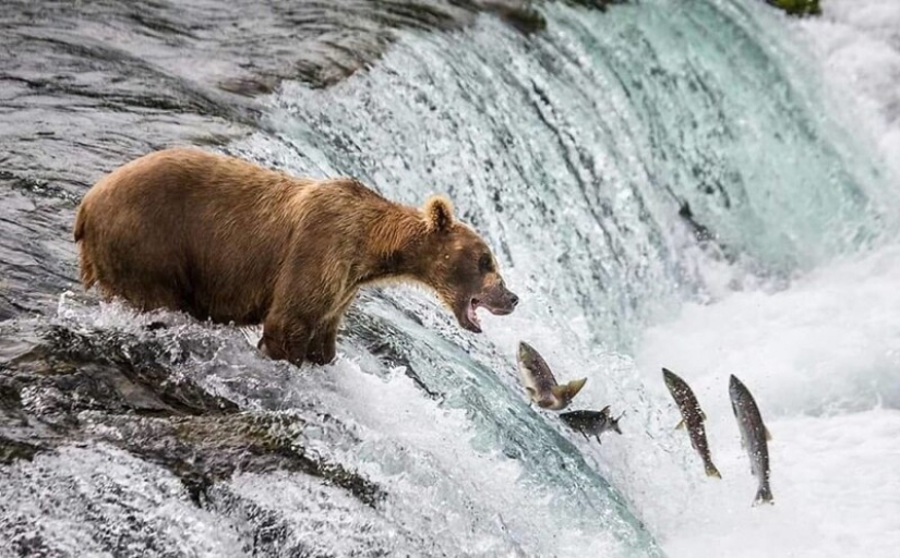Impresionantes obras del fotógrafo de vida silvestre Andrey Gudkov