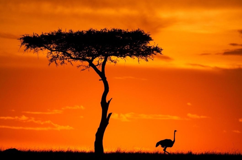 Impresionantes puestas de sol africanas por Paul Goldstein