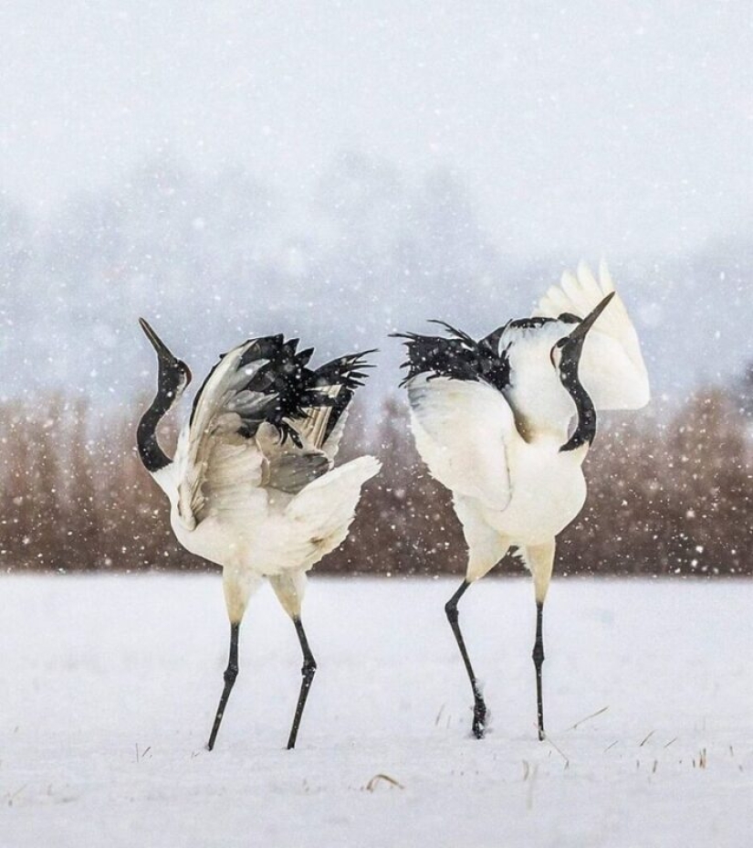Impressive works of wildlife photographer Andrey Gudkov