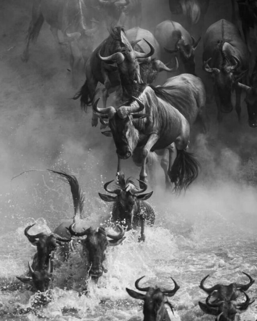 Impressive works of wildlife photographer Andrey Gudkov