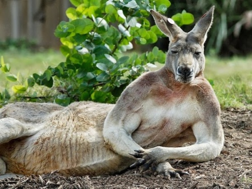 In Australia, a kangaroo knocked out a hunter by breaking his jaw