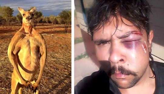 In Australia, a kangaroo knocked out a hunter by breaking his jaw
