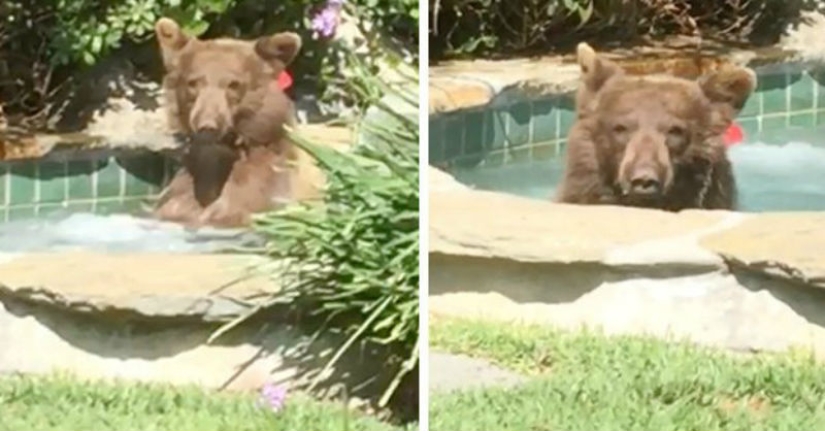 In California, a bear chased away the owners of the house, climbed into the Jacuzzi and drank their Margarita