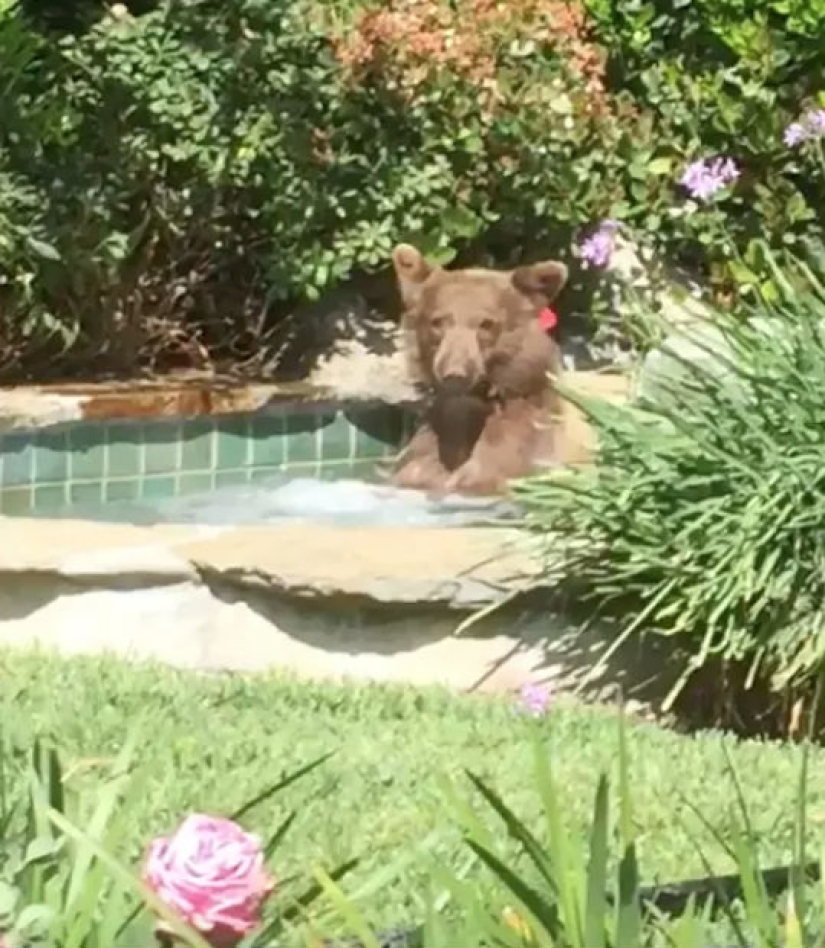 In California, a bear chased away the owners of the house, climbed into the Jacuzzi and drank their Margarita