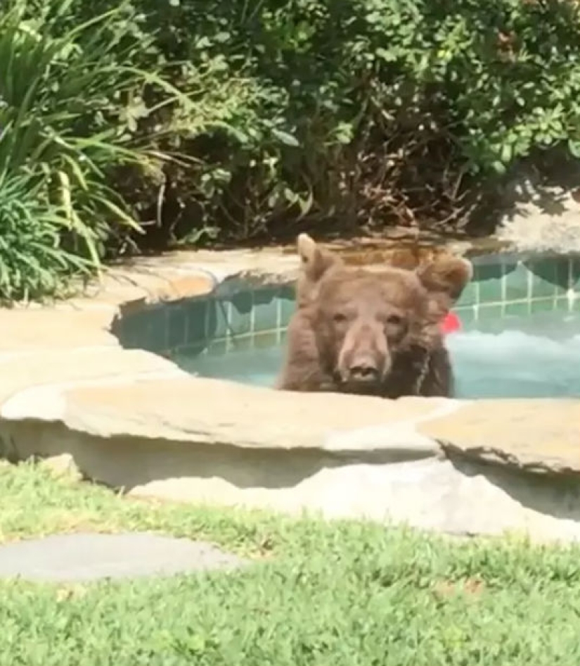 In California, a bear chased away the owners of the house, climbed into the Jacuzzi and drank their Margarita