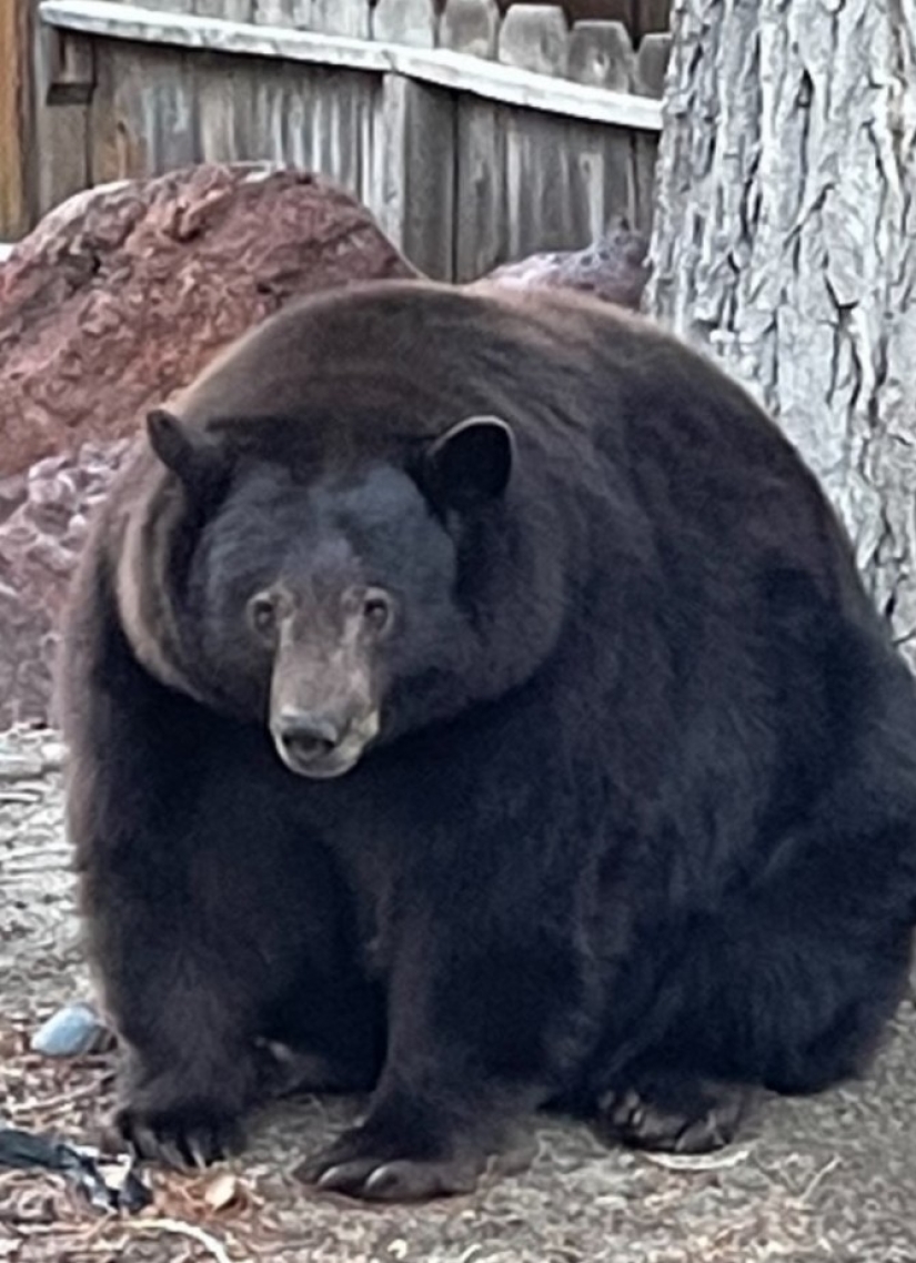 In California, a fat bear attacks residential buildings in search of food