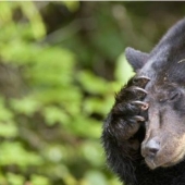 In California, a fat bear attacks residential buildings in search of food