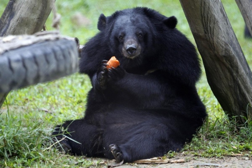 In California, a fat bear attacks residential buildings in search of food