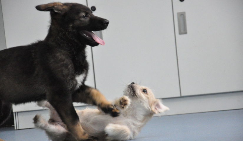 In China, the puppy of the first cloned police dog has started training