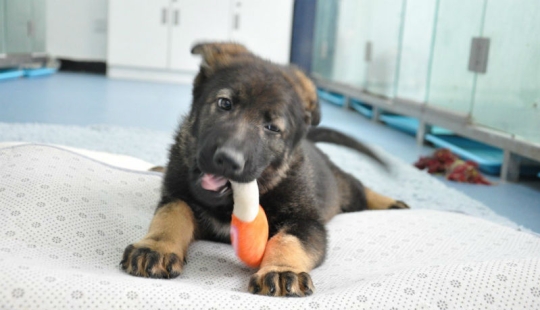 In China, the puppy of the first cloned police dog has started training