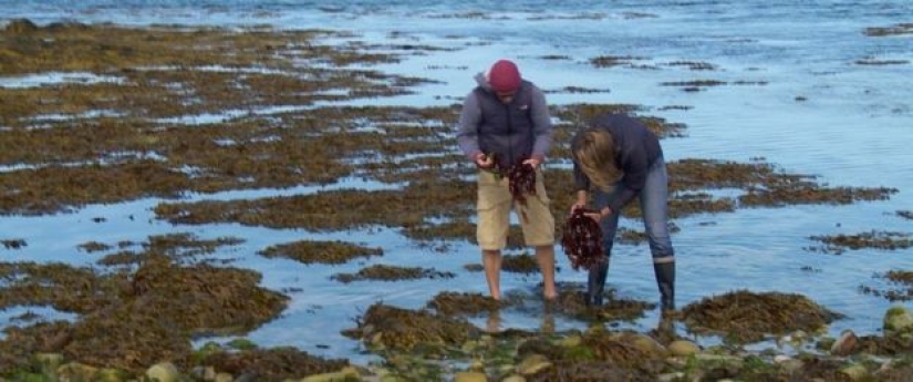 In France, they are looking for introverts who will live on an island with seals, sheep and rabbits