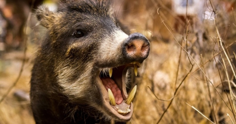 In Italy, a fatally wounded wild boar killed a hunter Burattini