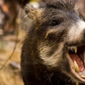 In Italy, a fatally wounded wild boar killed a hunter Burattini
