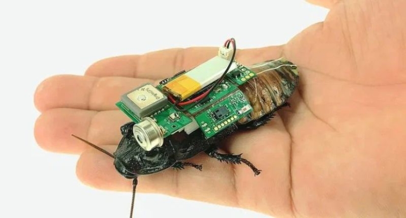 In Japan, a cyborg cockroach was created for rescue operations