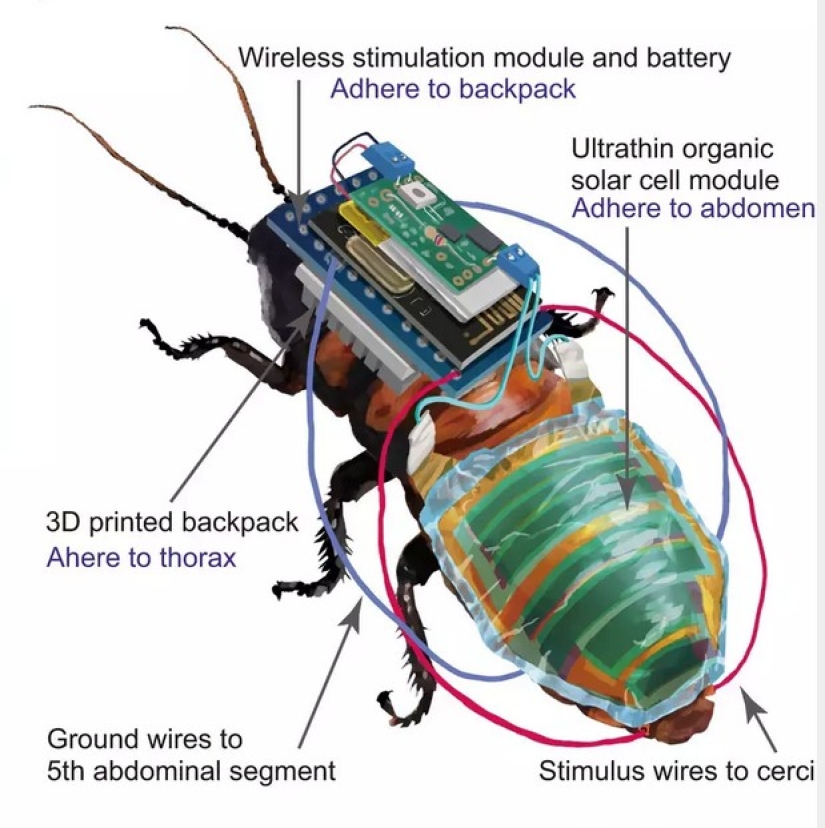 In Japan, a cyborg cockroach was created for rescue operations