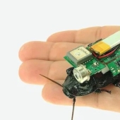 In Japan, a cyborg cockroach was created for rescue operations