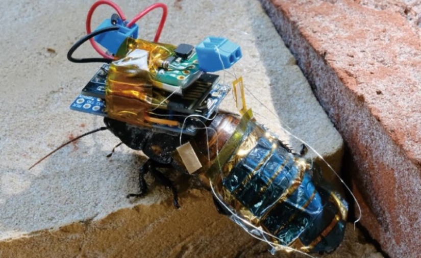 In Japan, a cyborg cockroach was created for rescue operations