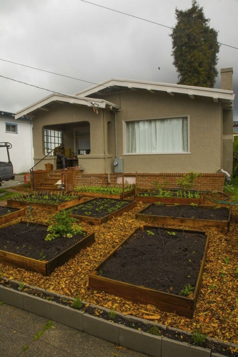 In just 60 days, this guy has grown a cool garden in front of the house