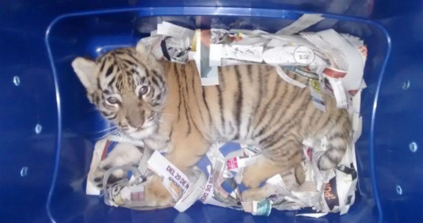 In Mexico, a tiger cub was injected with sedatives and sent by mail in a plastic box