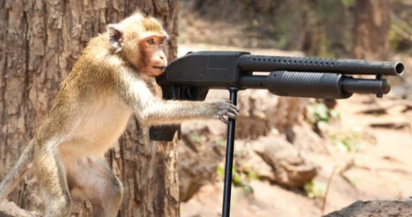 In Mexico, an equipped monkey died in a shootout between drug cartels