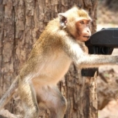 In Mexico, an equipped monkey died in a shootout between drug cartels